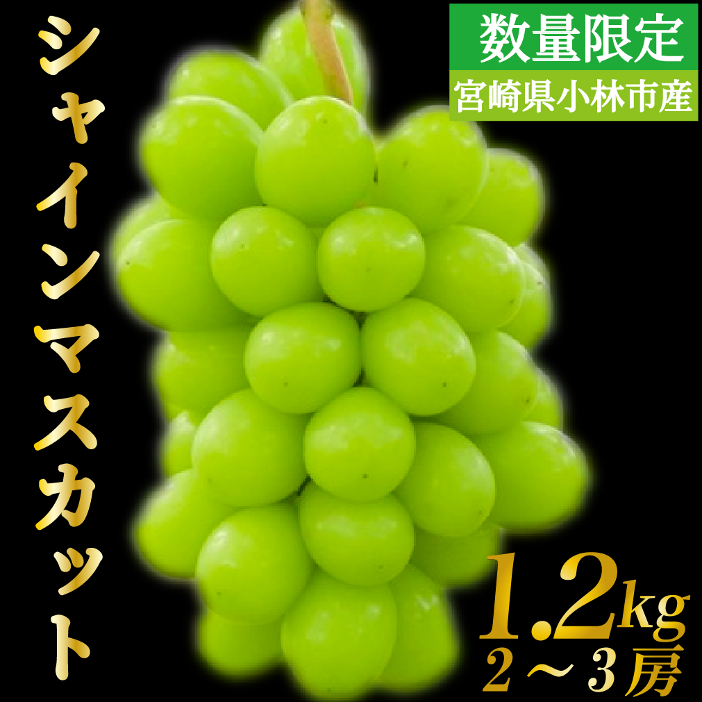 【数量限定】シャインマスカット 1.2kg 農家直送（ぶどう 葡萄 高級フルーツ 甘い 高糖度 ジューシー みずみずしい 芳醇 数量限定 期間限定 旬の果物 人気返礼品 )