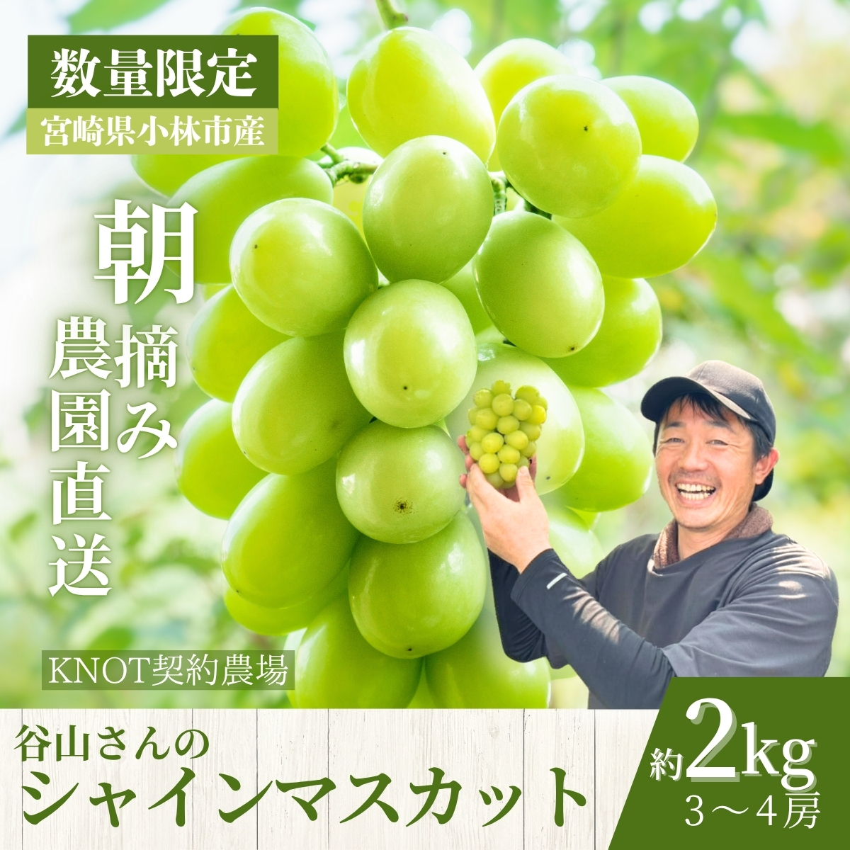 【2026年発送 先行予約】朝摘み樹上完熟シャインマスカット 2kg程度（ブドウ ぶどう シャインマスカット フルーツ 先行受付 2026 宮崎県）
