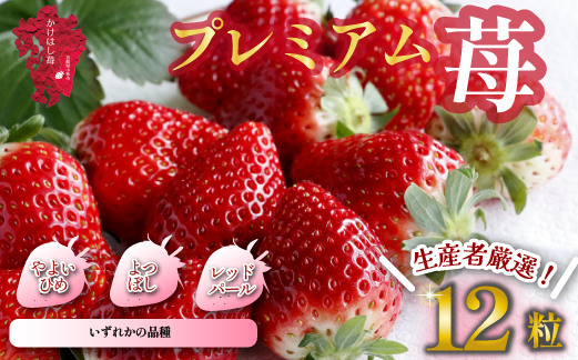 	【生産者厳選】新鮮採れたて プレミアムいちご 12粒（苺 イチゴ 大粒 フルーツ 産地直送 贈答用 プレゼント 限定）