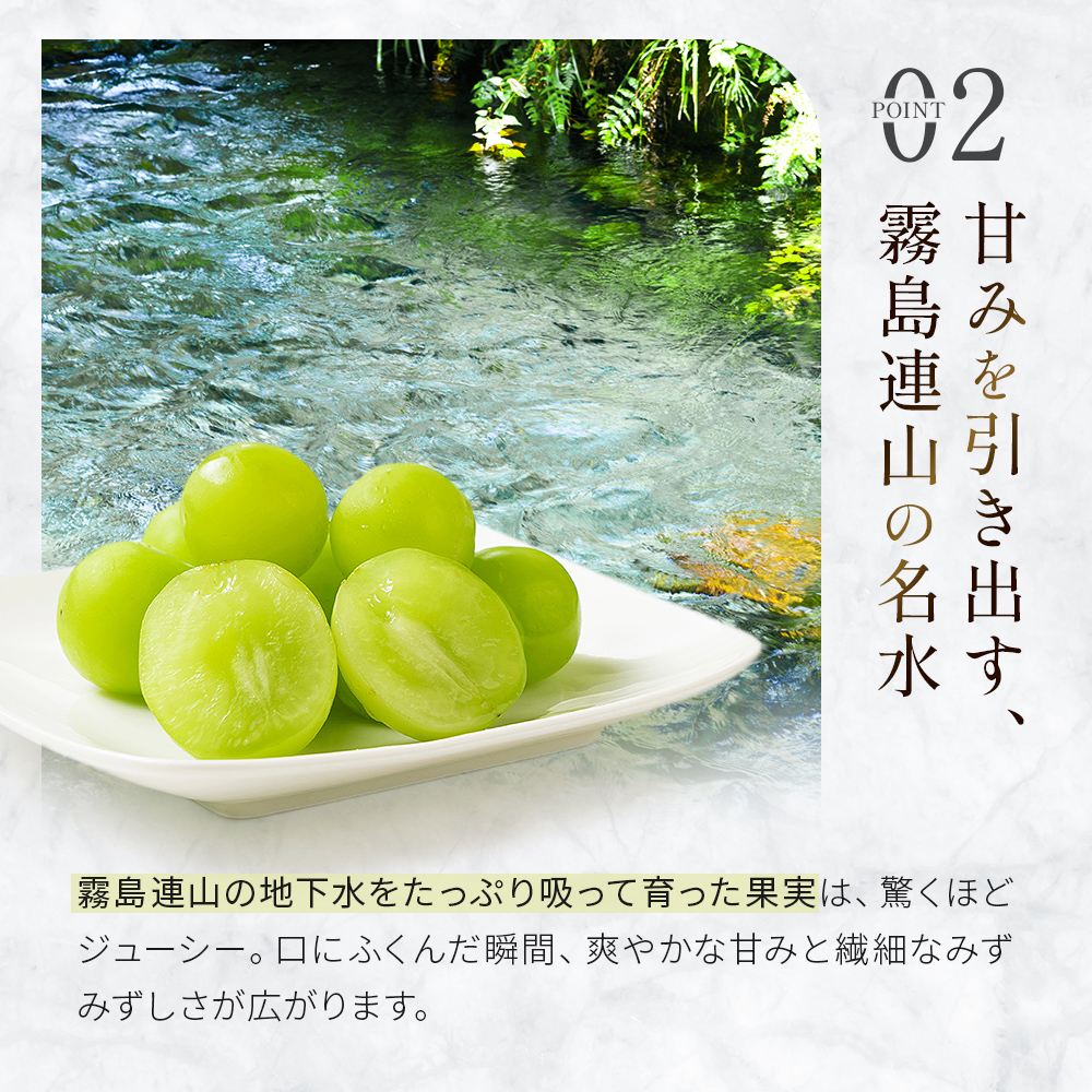 【先行予約 令和8年発送】シャインマスカット等と旬の梨セット計2kg（フルーツ 果物 くだもの シャインマスカット ブドウ 先行受付 2026 贈答用 プレゼント 限定）