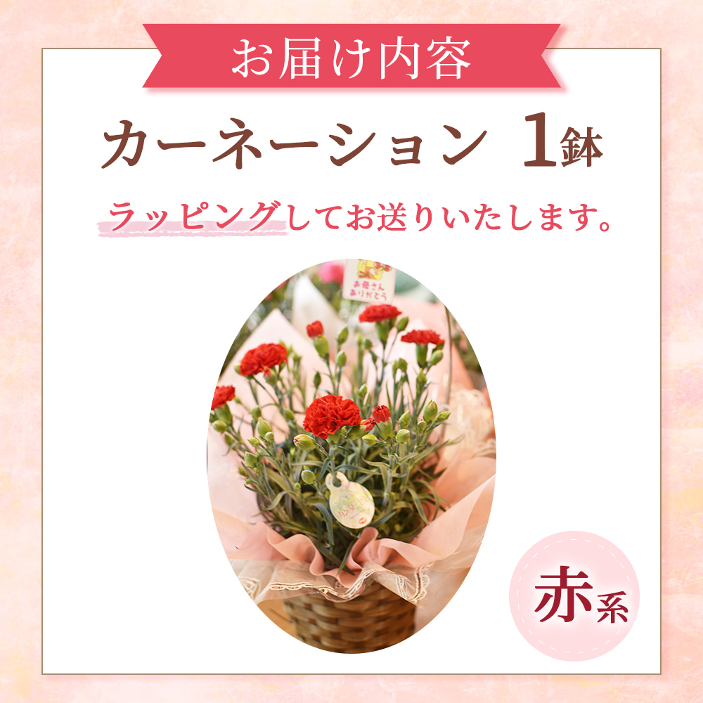 【母の日ギフト・先行予約受付】カーネーション（赤系5号鉢）母の日 カーネーション バスケット ラッピング ギフト仕様 ギフト 宮崎県 小林市(カーネーションアカ)