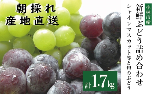 【先行受付・産直もぎたて】シャインマスカットと旬のぶどう 1.7kg程度（果実 フルーツ ぶどう マスカット 2025 先行予約 人気 限定 宮崎 小林市）