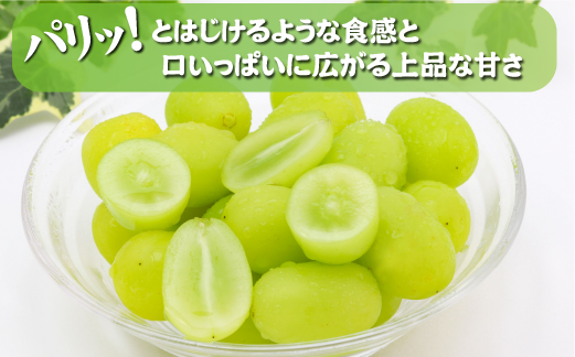 ãå
è¡äºçŽ ä»€å8幎çºéãã·ã£ã€ã³ãã¹ã«ããçãšæ¬ã®æ¢šã»ããèš2kgïŒãã«ãŒã æç© ãã ãã® ã·ã£ã€ã³ãã¹ã«ãã ãã㊠å
è¡åä» 2026 èŽççš ãã¬ãŒã³ã éå®ïŒ