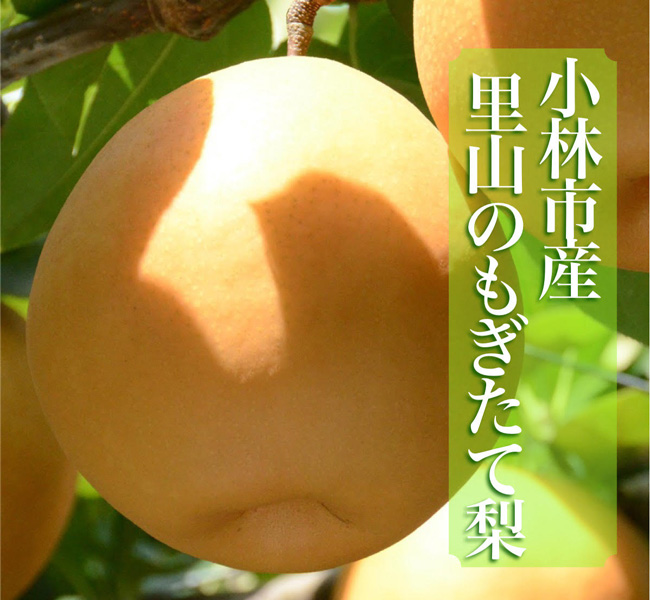 【産直もぎたて】里山のもぎたて梨 3kg程度（フルーツ 果物 くだもの 旬 梨 数量限定 期間限定）