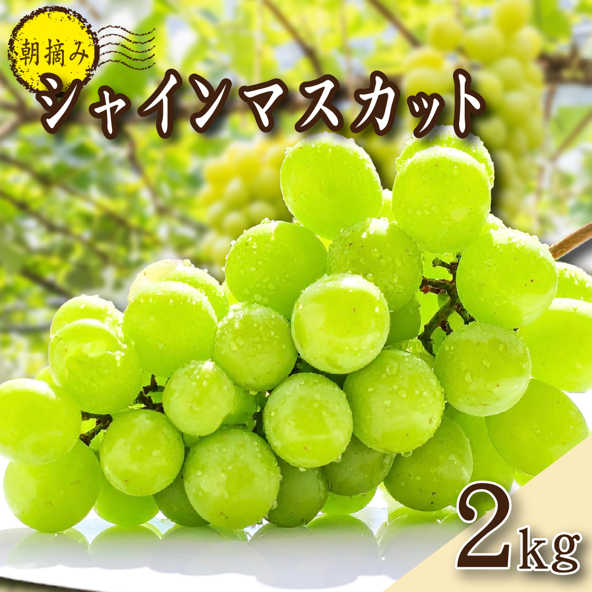 	【2026年発送 先行予約】朝摘み樹上完熟シャインマスカット 2kg程度（ブドウ ぶどう シャインマスカット フルーツ 先行受付 2026 宮崎県）