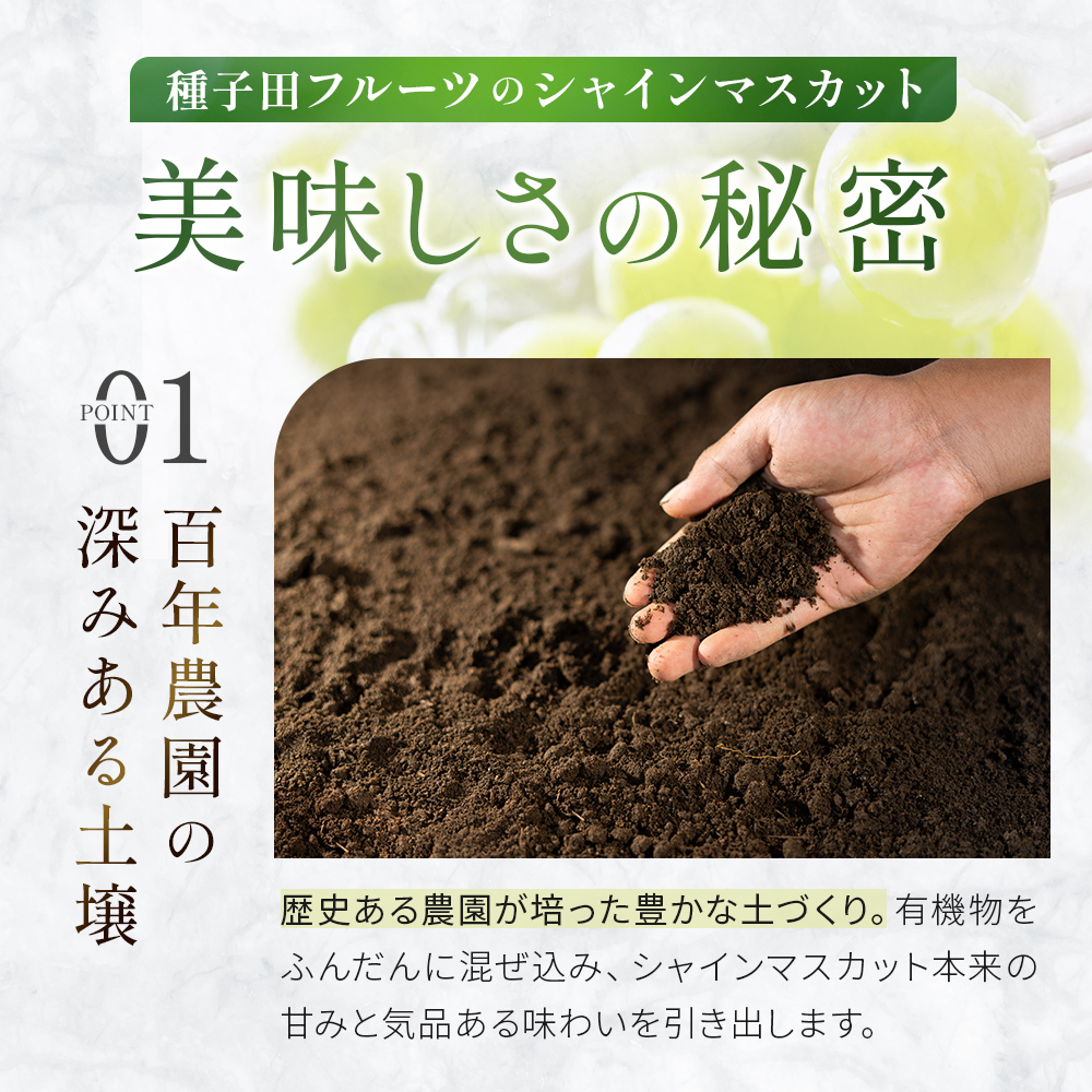 【令和8年発送・先行予約】大玉 特選 シャインマスカット 800g（ぶどう ブドウ シャインマスカット シャイン マスカット フルーツ 果物 くだもの 旬 先行受付 2026 産地直送 限定）