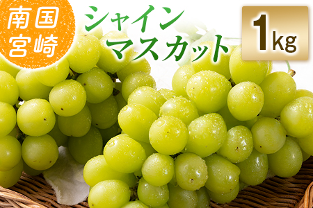 【令和8年発送 先行予約】小林市産 シャインマスカット 1kg（ブドウ ぶどう シャインマスカット マスカット フルーツ 果物 先行受付 限定）