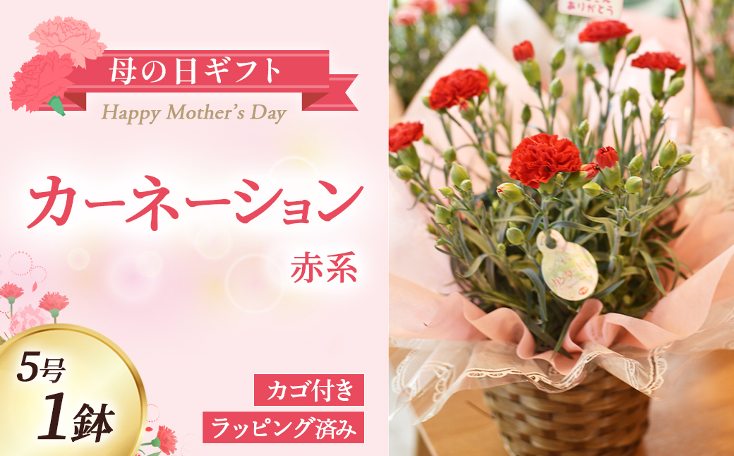 【母の日ギフト・先行予約受付】カーネーション（赤系5号鉢）母の日 カーネーション バスケット ラッピング ギフト仕様 ギフト 宮崎県 小林市(カーネーションアカ)