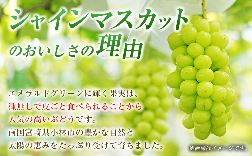 ãå®æäŸ¿ã»å
š2åãå®çãã³ãŽãŒãšã·ã£ã€ã³ãã¹ã«ããå®æäŸ¿ïŒãã³ãŽãŒ å®çãã³ãŽãŒ ã¢ããã«ãã³ãŽãŒ ãã㊠ã¶ã©ã ãã¹ã«ãã å®æäŸ¿ïŒ