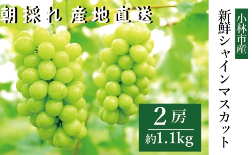 【令和8年発送 先行予約】新鮮シャインマスカット2房 1.1kg程度（果実 フルーツ ぶどう マスカット 2026 先行受付 人気 限定 宮崎 小林市）