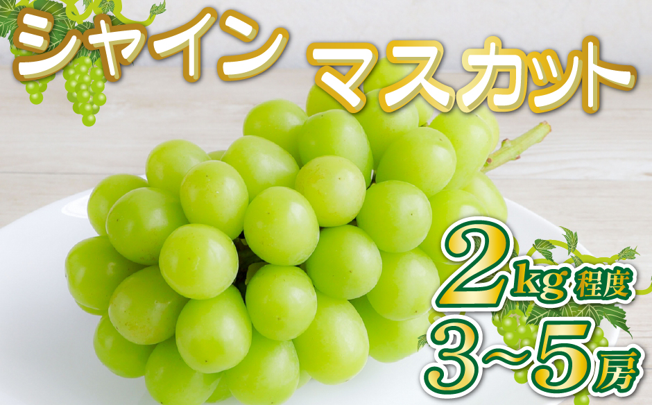 【産直もぎたて】シャインマスカット 2kg程度（果実 くだもの フルーツ ブドウ マスカット 贈答用 限定）