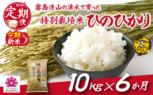 【お米の定期便／６か月コース】霧島連山の湧水ヒノヒカリ特別栽培米10kg（定期便 国産 米 新米 令和６年新米 精米済み 特栽米 送料無料）