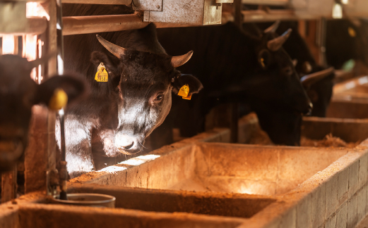 【自社農場和牛】富永和牛おうちで焼肉ボリュームセット（黒毛和牛 国産 牛肉 和牛 赤身 霜降り 焼肉 BBQ 限定）