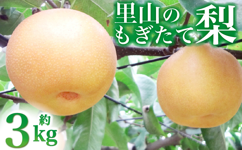 【産直もぎたて】里山の梨詰め合わせ 3㎏（国産 フルーツ 梨 ナシ 果物 くだもの 旬 産地直送 限定）