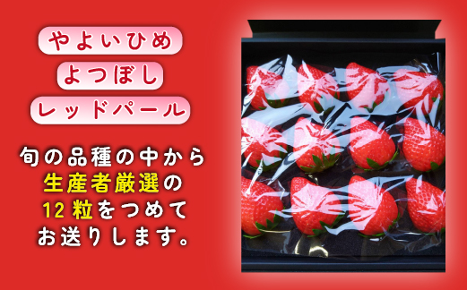 	【生産者厳選】新鮮採れたて プレミアムいちご 12粒（苺 イチゴ 大粒 フルーツ 産地直送 贈答用 プレゼント 限定）