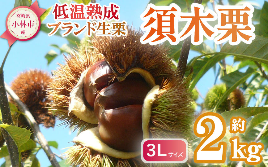 【低温熟成】ブランド栗「須木栗」3Lサイズ 2kg程度(生栗 マロン 栗 果物 フルーツ 限定 秋 旬)
