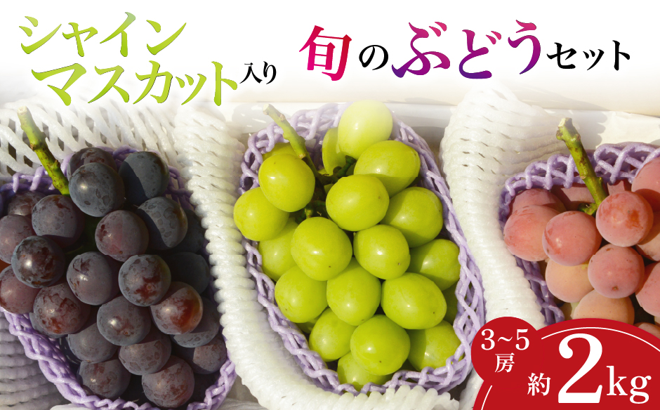 【産地直送】シャインマスカット等の旬のぶどう詰め合わせ 2kg(シャインマスカット ぶどう ブドウ 果物 セット 詰め合わせ フルーツ 贈答用 限定)