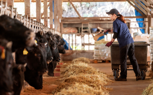 ãèªç€ŸèŸ²å Žåçã坿°žåçæäœããã³ããŒã°ïŒé»æ¯åç ãã³ããŒã° çè çè100% åœç£ å·å èª¿çæž å®®åŽ æ£è å°æåžïŒ