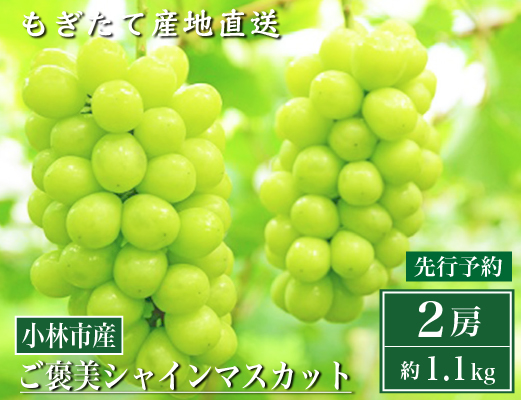 【先行受付・産直もぎたて】ご褒美シャインマスカット２房（約1.1kg ブドウ シャインマスカット 先行 予約 産地直送 新鮮）