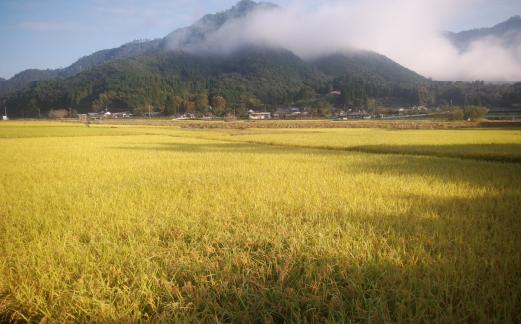 【地元ブランド米】令和7年産 須木米 20kg（国産 米 新米 令和7年産米 精米 ヒノヒカリ 限定 ギフト 人気）