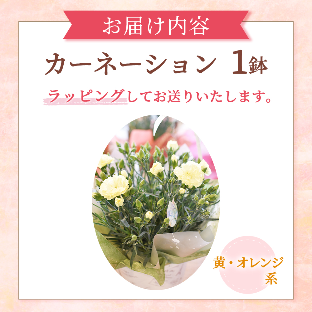【母の日ギフト・先行予約受付】カーネーション（黄・オレンジ系5号鉢）母の日 カーネーション バスケット ラッピング ギフト仕様 ギフト 宮崎県 小林市(カーネーション)