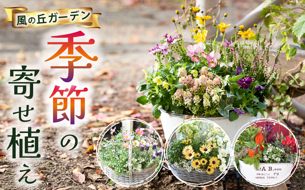 【お手軽ガーデニング】季節の寄せ植え（風の丘ガーデン） ギフト寄せ植え 贈答用寄せ植え 母の日 誕生日 記念 花 ガーデニング