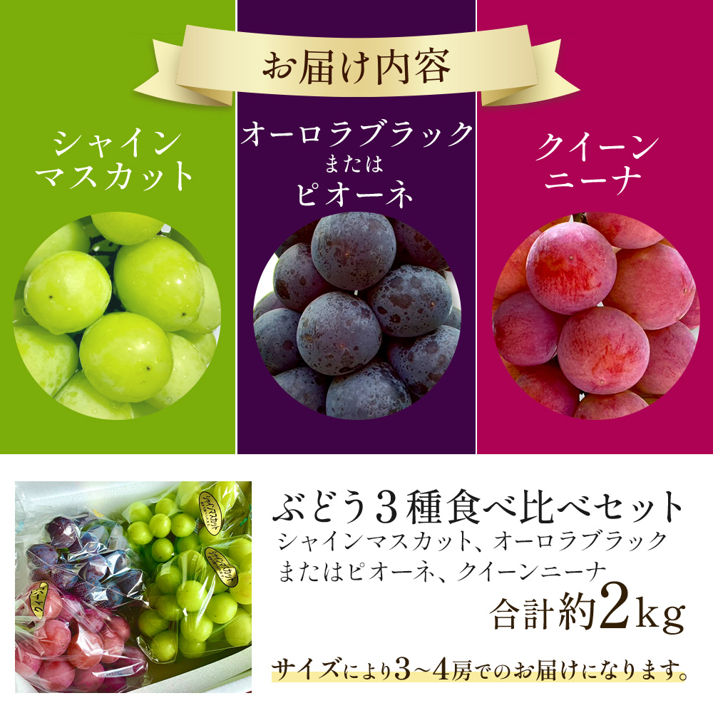 【2026年発送 先行予約】旬のぶどう３種食べ比べ アソート 計2kg程度（ シャインマスカット オーロラブラック・ピオーネ クイーンニーナ ） ぶどう ブドウ シャインマスカット シャイン マスカット フルーツ 果物 ぶどう食べ比べ