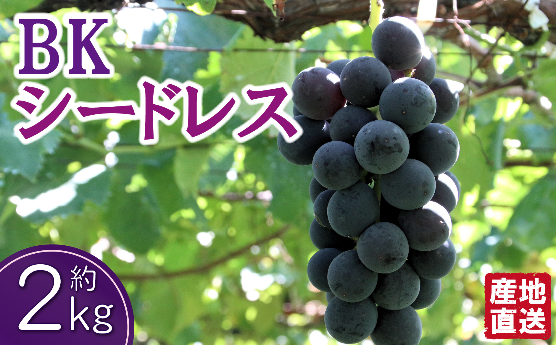 【数量限定受付】BKシードレス 2kg程度（ぶどう ブドウ 巨峰 フルーツ 果物 限定）