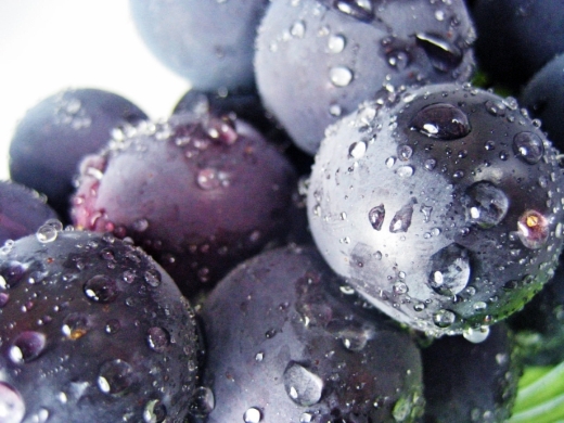 【産直もぎたて】シャインマスカットと旬のぶどうセット（果実 くだもの フルーツ ブドウ マスカット人気 限定 小林市）