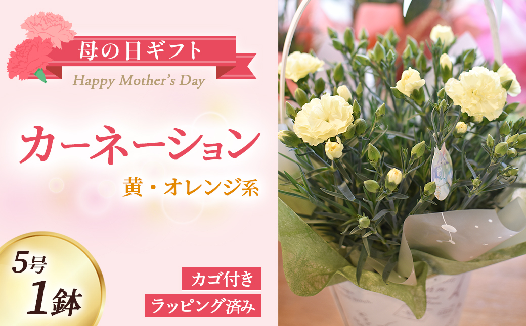 【母の日ギフト・先行予約受付】カーネーション（黄・オレンジ系5号鉢）母の日 カーネーション バスケット ラッピング ギフト仕様 ギフト 宮崎県 小林市(カーネーション)