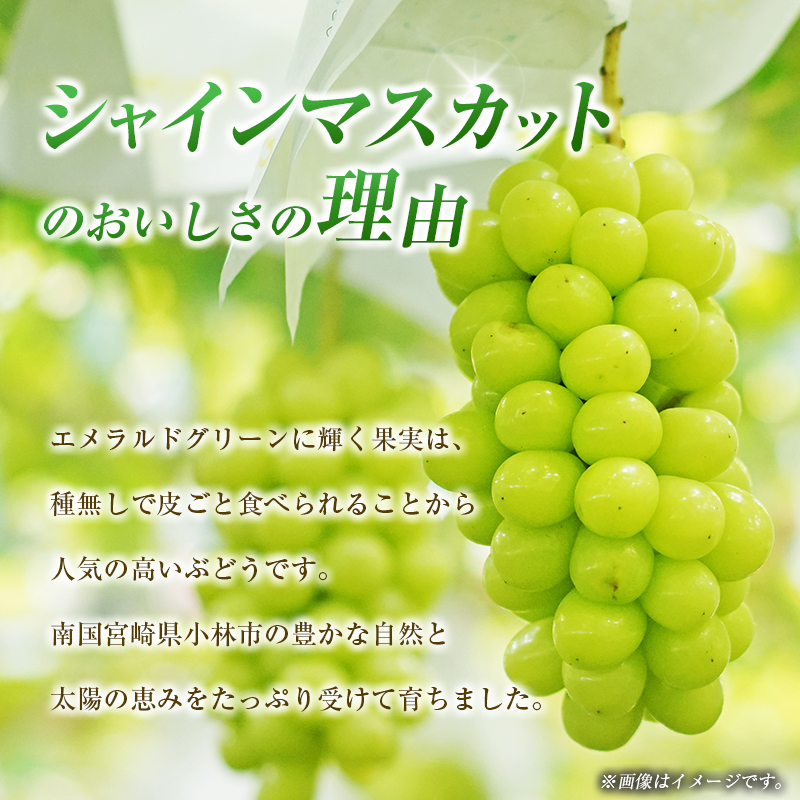 【令和8年発送 先行予約】小林市産 シャインマスカット 2kg（ブドウ ぶどう シャインマスカット マスカット フルーツ 果物 先行受付 限定）
