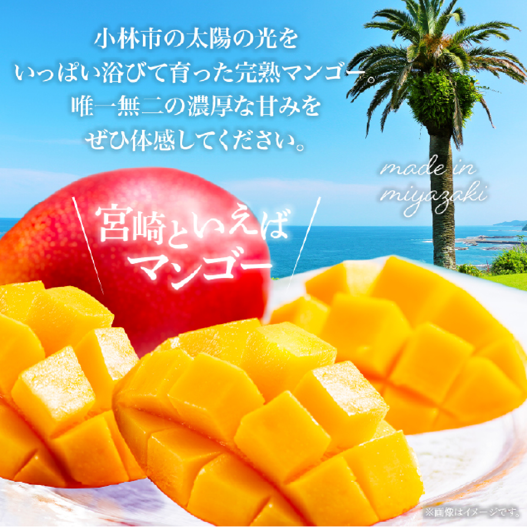 【数量限定・先行受付】厳選大玉宮崎完熟マンゴー 2玉 計1kg程度（フルーツ 2026 マンゴー 先行予約 完熟マンゴー 宮崎 小林市 果物 人気）