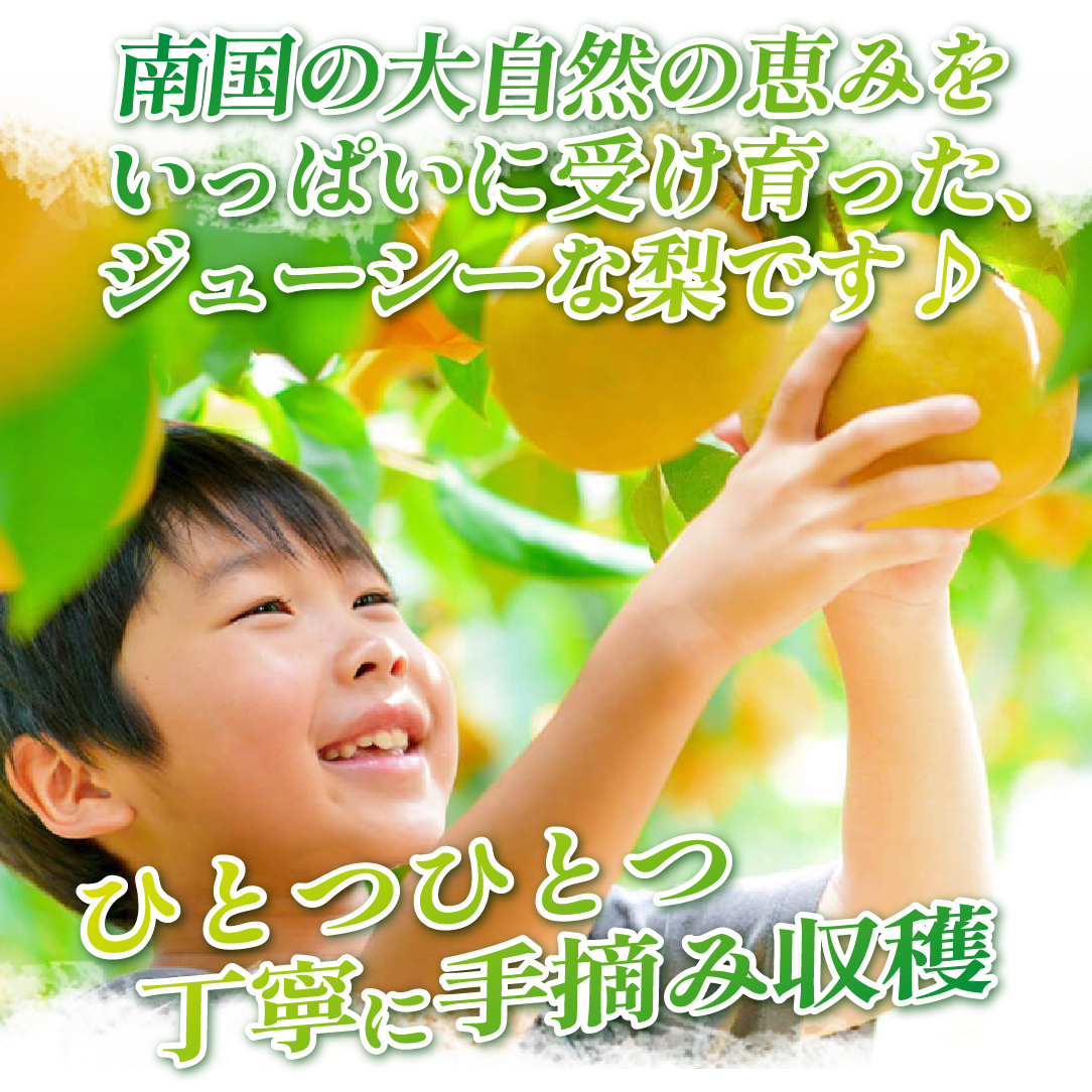 ã2026幎çºé å
è¡äºçŽãæ¬ã®æ¢šè©°ãåãã 3kgïŒæ¢š ãªã ãã· æç© ãã«ãŒã 2026 å
è¡åä» éå®ïŒ