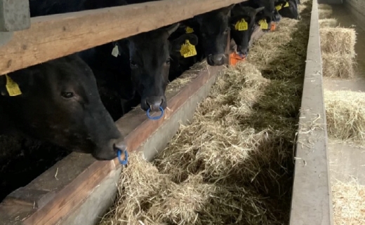 【自社農場和牛】メス指定黒毛和牛ハラミ　300g（国産 黒毛和牛 牛肉 ハラミ 焼肉 BBQ 冷凍 送料無料）