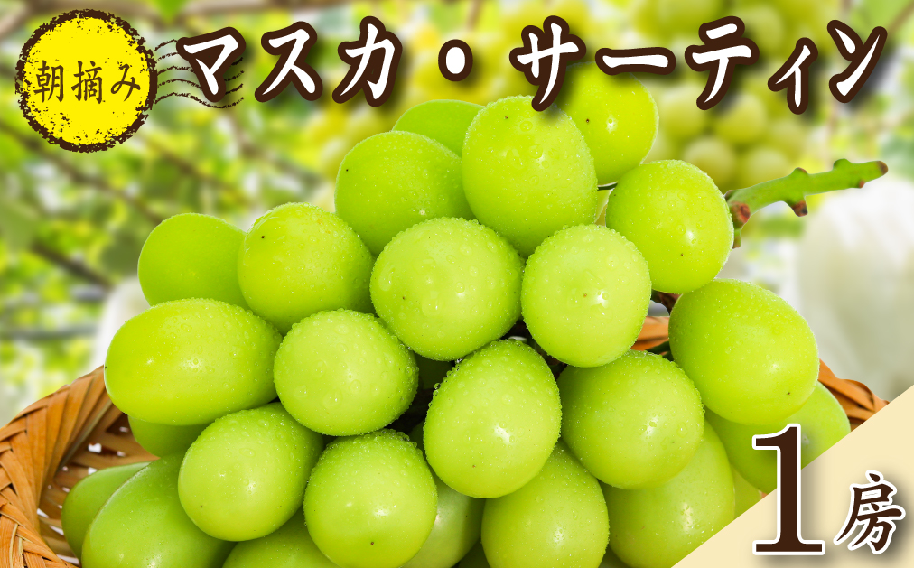 【2026年発送 先行予約】特選大房朝摘み完熟マスカ・サーティン1房 750g程度（ブドウ ぶどう シャインマスカット 希少 先行受付 2026 宮崎県）