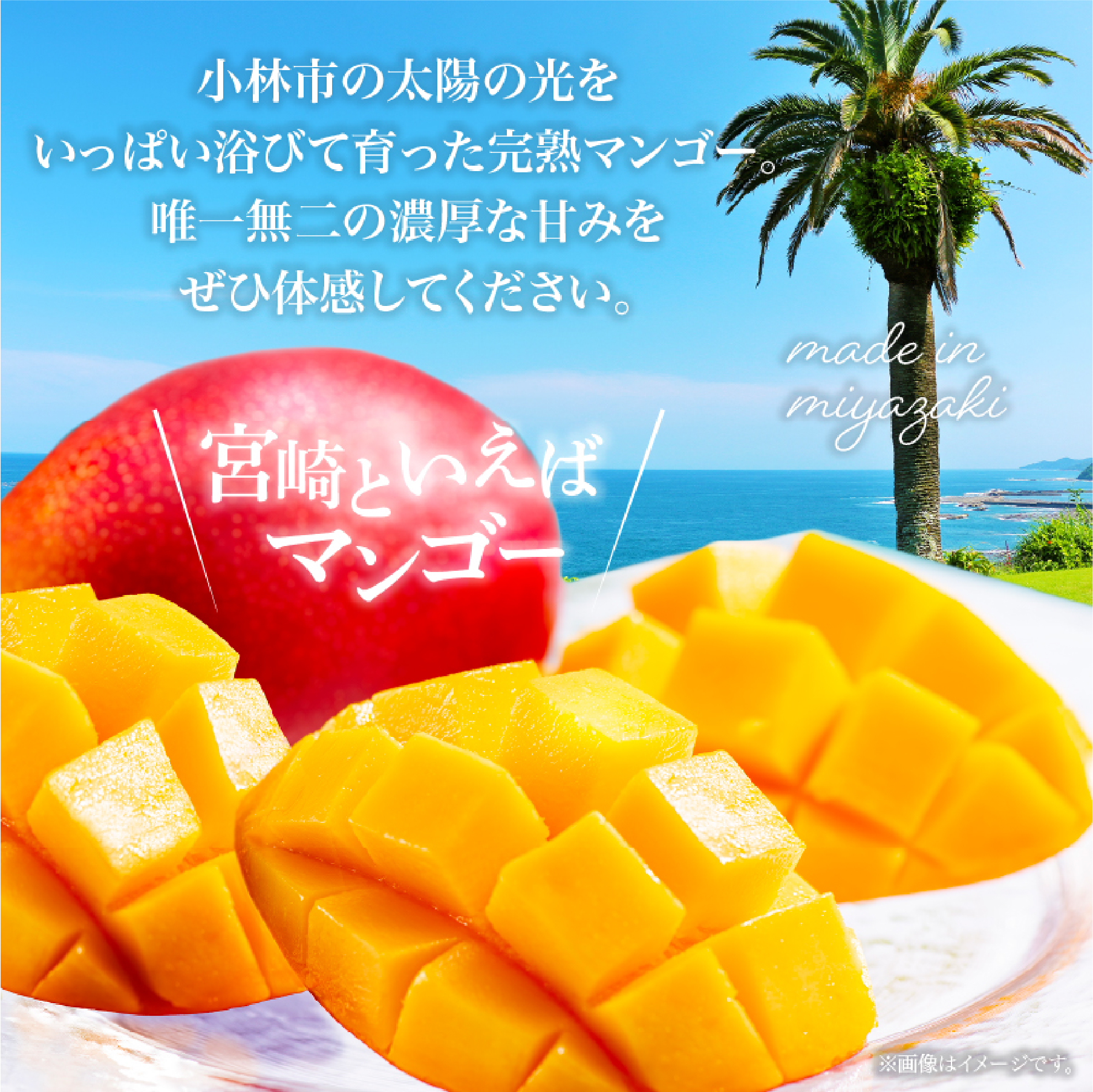 【数量限定・先行受付】厳選大玉宮崎完熟マンゴー「太陽のタマゴ」 2玉　計1kg程度（マンゴー フルーツ マンゴー予約 先行予約 2026 太陽のタマゴ 宮崎 小林市 果物 人気）