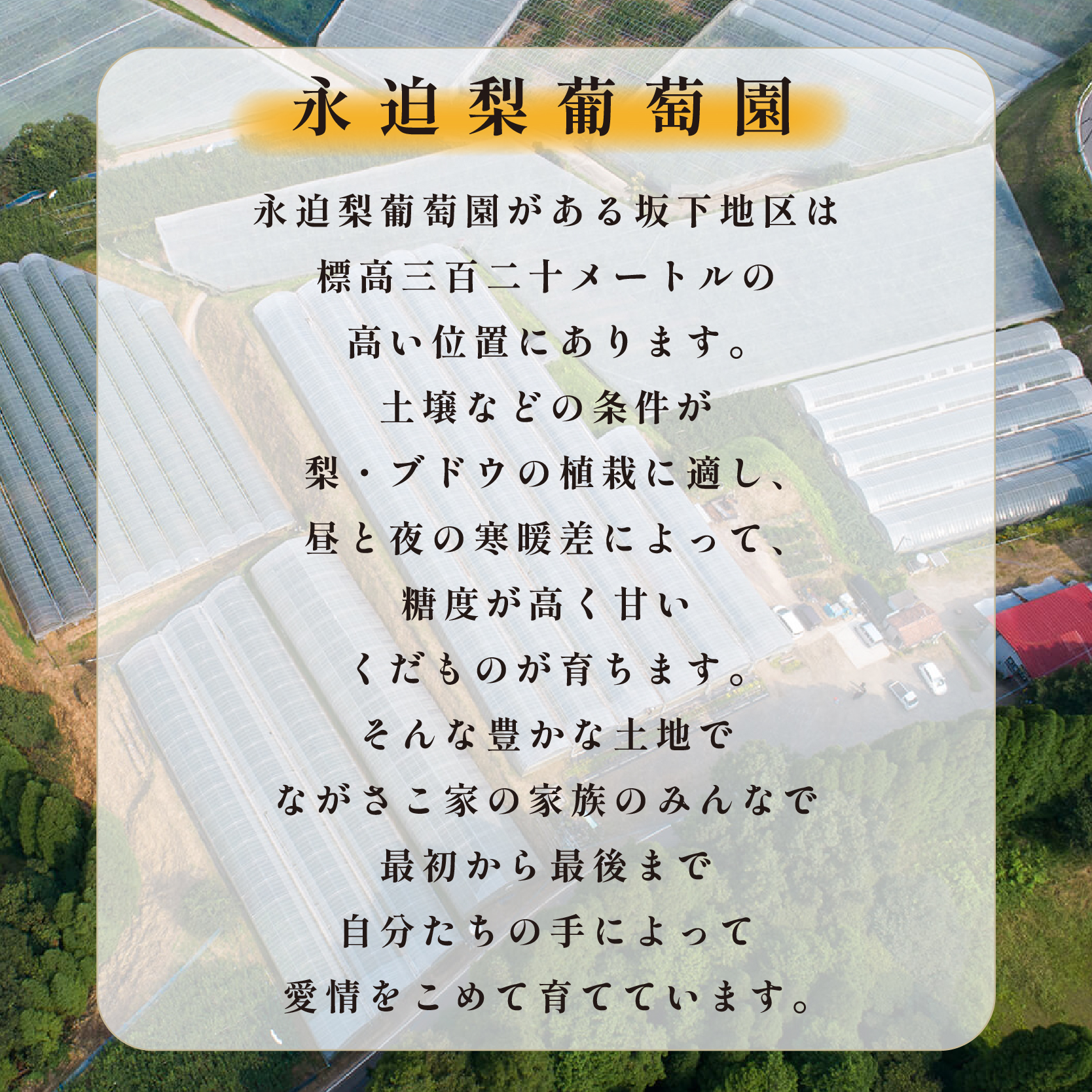 ã芳å
蟲åçŽéïŒãã·ã£ã€ã³ãã¹ã«ãã 2kgçšåºŠïŒ3ïœ4æ¿ ã¶ã©ã ãã㊠ãã¹ã«ãã ãã«ãŒã æç©ïŒ