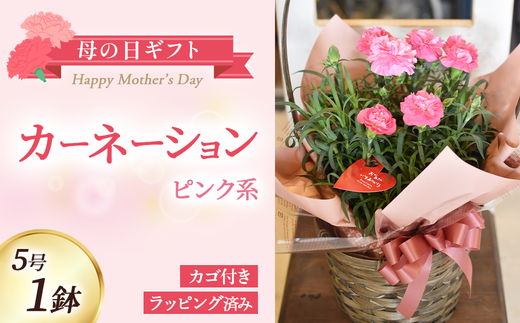 【母の日ギフト・先行予約受付】カーネーション（ピンク系5号鉢）母の日 カーネーション バスケット ラッピング ギフト仕様 ギフト 宮崎県 小林市(カーネーションアカ)