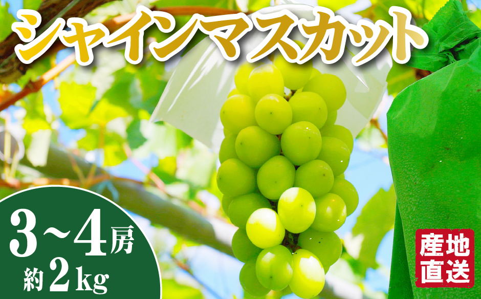 【先行予約】シャインマスカット 2kg（3～4房 国産 ブドウ シャイン マスカット 果物 産地直送 数量限定 限定）