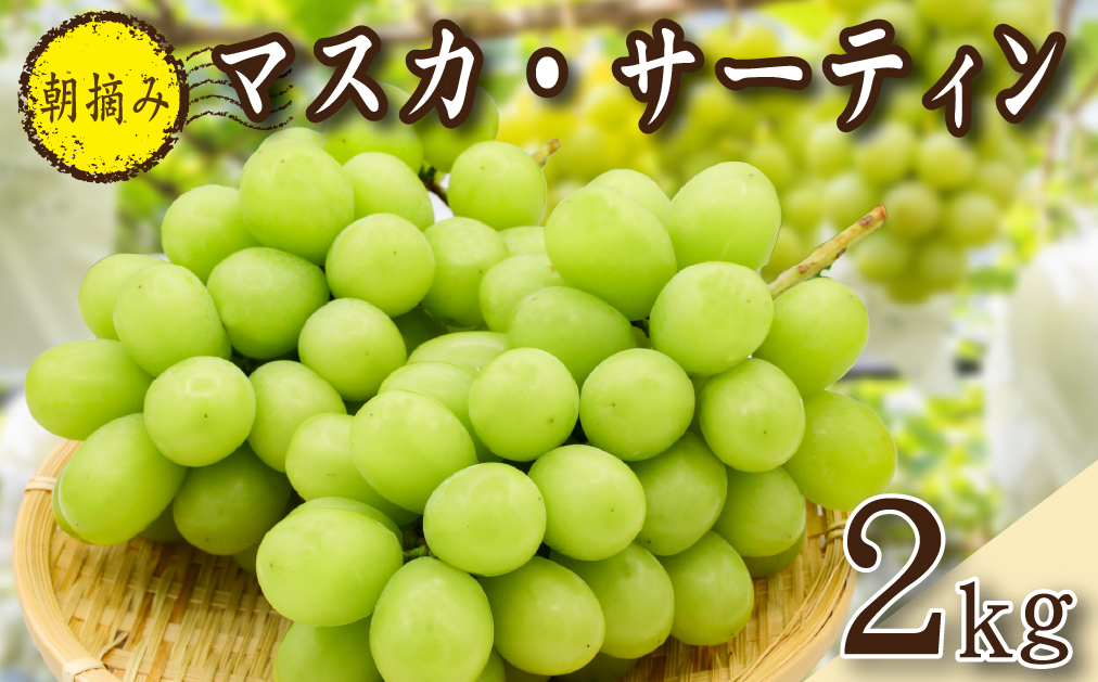【2026年発送 先行予約】農場直送・朝摘み樹上完熟マスカ・サーティン 2kg程度（ブドウ ぶどう シャインマスカット 希少 先行受付 2026 宮崎県）