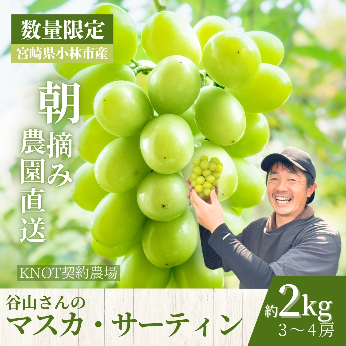 【2026年発送 先行予約】農場直送・朝摘み樹上完熟マスカ・サーティン 2kg程度（ブドウ ぶどう シャインマスカット 希少 先行受付 2026 宮崎県）