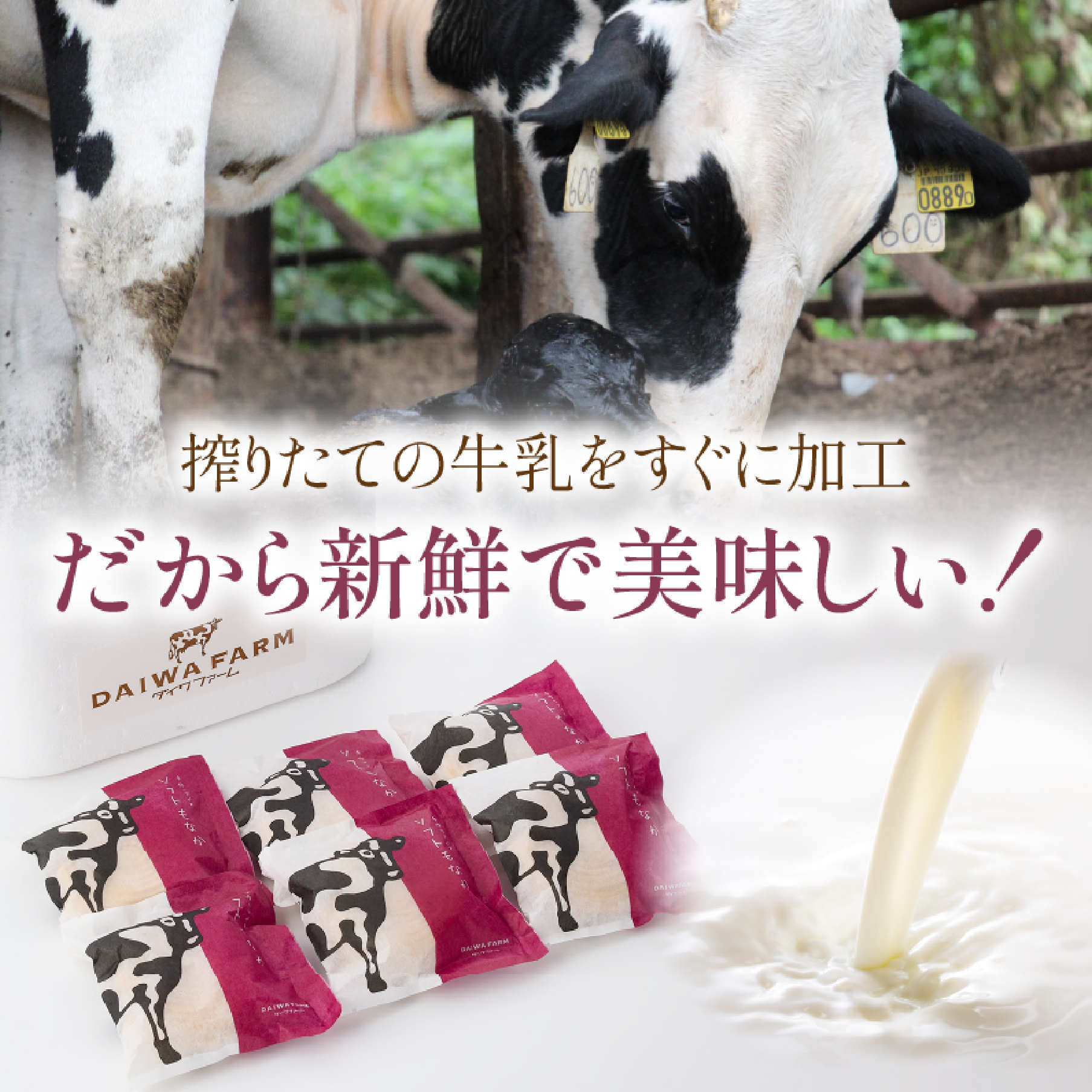 【大人気！】新鮮ミルクのアイスもなかセット 12個（スイーツ デザート アイス もなか 牛乳 ミルク 人気 宮崎 小林市 地域限定）