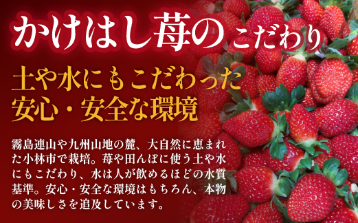 	【生産者厳選】新鮮採れたて プレミアムいちご 12粒（苺 イチゴ 大粒 フルーツ 産地直送 贈答用 プレゼント 限定）