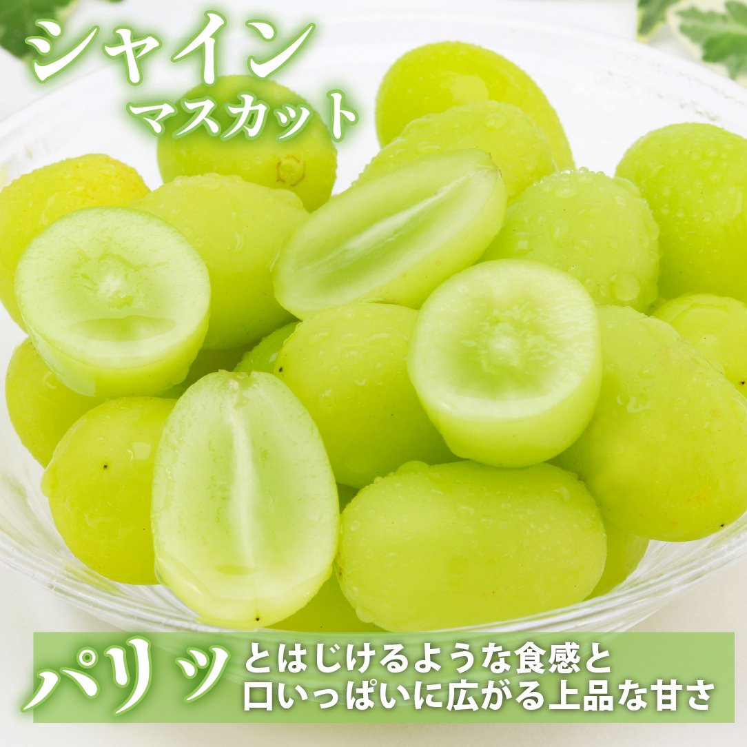 【先行予約 令和8年発送】シャインマスカット等と旬の梨セット計2kg（フルーツ 果物 くだもの シャインマスカット ブドウ 先行受付 2026 贈答用 プレゼント 限定）