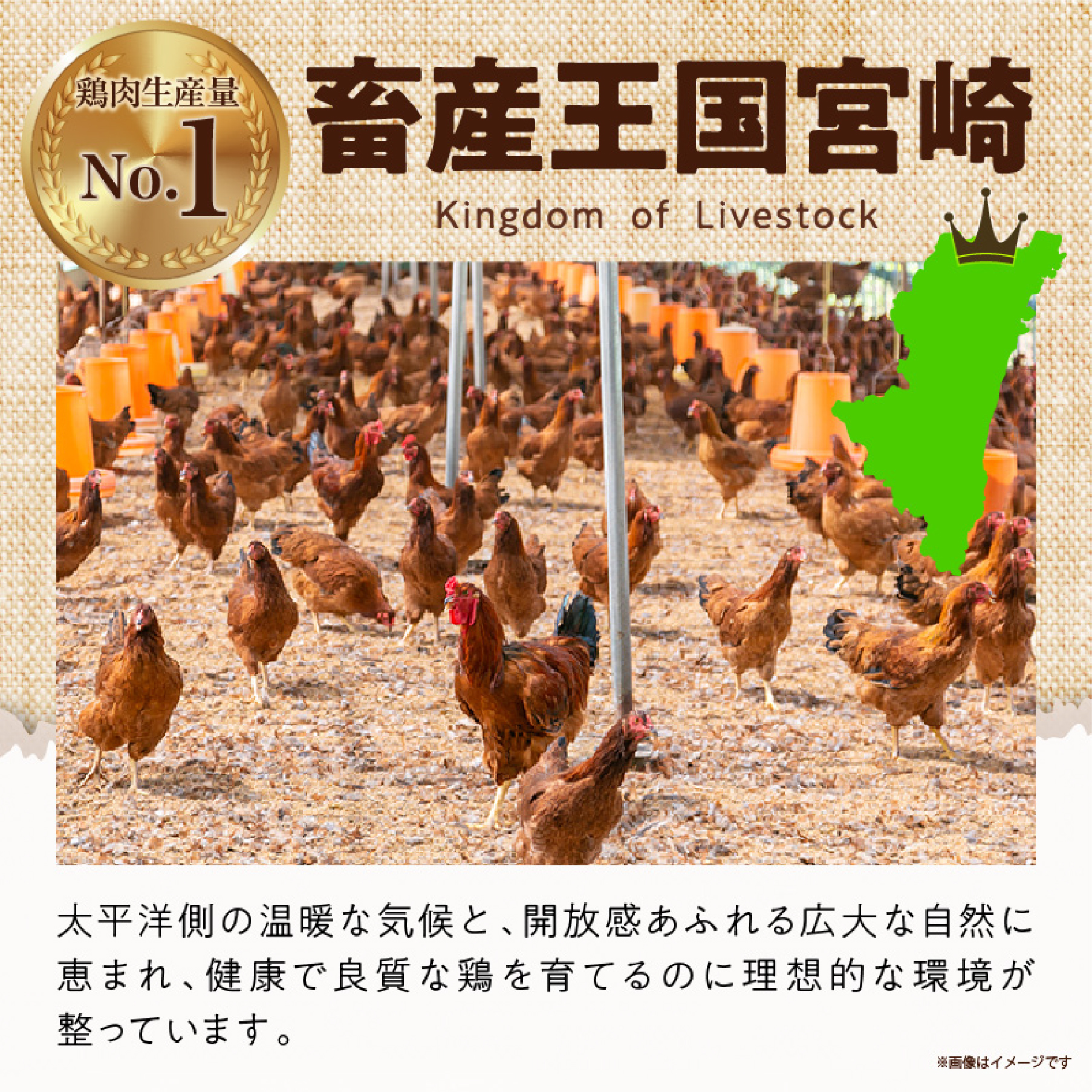 【カット済み】宮崎県産若鶏バラエティセット 計3.2kg 国産 鶏肉 若鶏 もも肉 モモ むね肉 ムネ 肩肉 ささみ ミンチ 小分け カット 冷凍