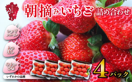 【先行予約/2025年】新鮮採れたて 朝摘みいちご 4パック（苺 イチゴ フルーツ 2025 先行受付 産地直送 限定）