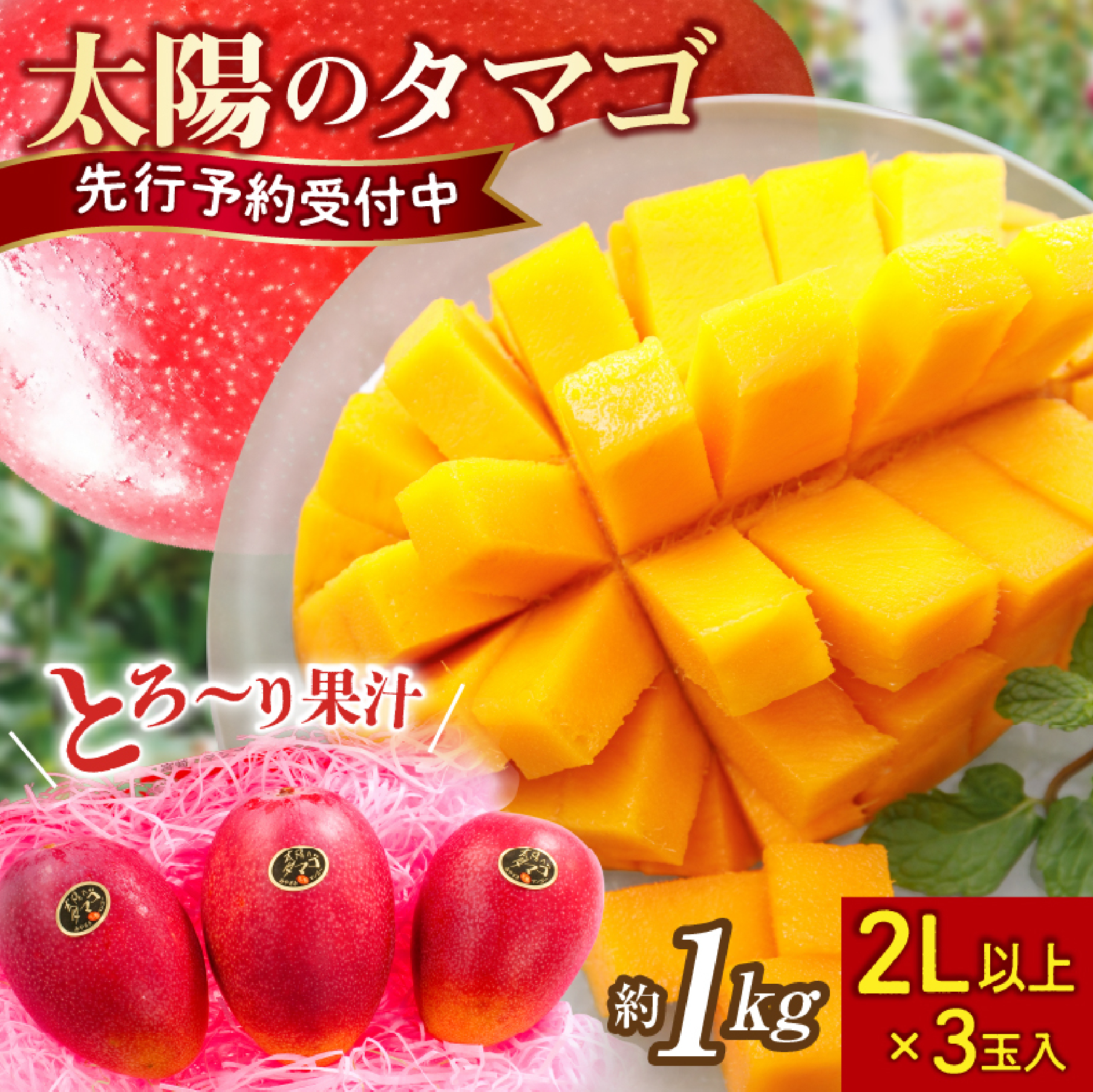 【数量限定・先行受付】厳選宮崎完熟マンゴー「太陽のタマゴ」　よくばり３玉　計１キロ程度（フルーツ 2025 マンゴー 先行予約 太陽のタマゴ 宮崎 小林市 果物 人気）