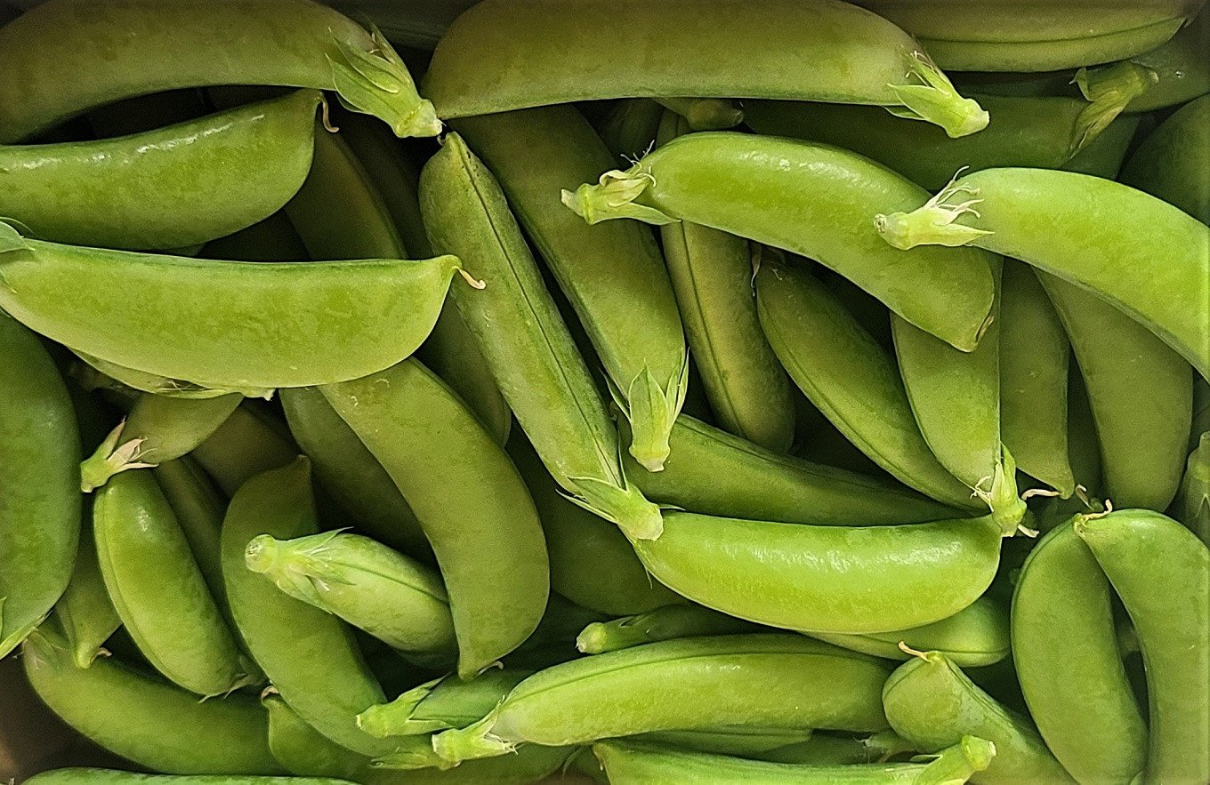 【期間限定発送】 野菜 スナップエンドウ 約1kg [盛光農園 宮崎県 日向市 452061219] スナックエンドウ 国産