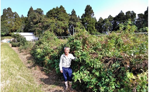 【定期便 6回】菊芋 《日向市産》有機JAS認証 菊芋(きくいも) パウダー 100g×2袋× 6回 [増田園芸 宮崎県 日向市 Z84-01] イヌリン 赤菊芋 長期保存 便秘 腸内環境 食物繊維