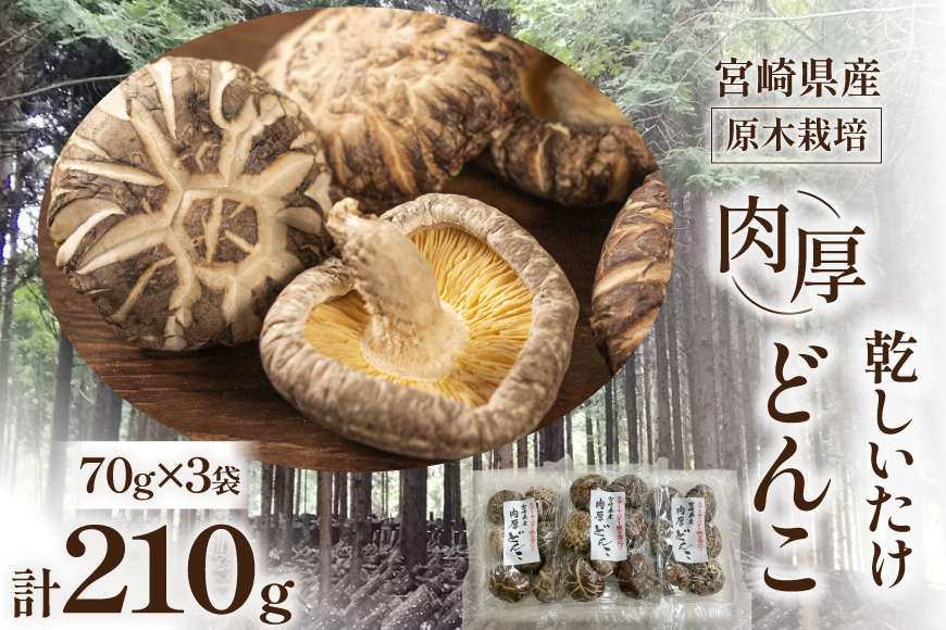 宮崎県産 原木栽培 乾しいたけ 肉厚 どんこ 70g 3袋 計210g [本吉 宮崎県 日向市 452061462] しいたけ 椎茸 乾燥 干し 国産
